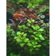 Ertürk Store Ludwigia Green 5 Dal Kusursuz Form Akvaryum Bitkisi Canlı Bitki