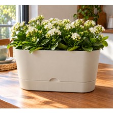Poliwork Begonya Balkon 30 Drenajlı Saksı 5,5 Litre 30X14X14,5 cm Alt Tabanlı Dikdörtgen Balkon Çiçek Saksısı Iç Dış Mekan