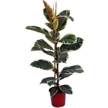 Marmara Avm Alacalı Kauçuk Çiçeği Fidanı 80 cm -100 cm