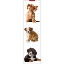 Lexroo Dogs