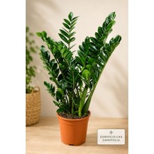 Marmara Avm Zamia Zamioculcas Zamiifolia Iç Mekan Bitkisi