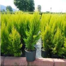 Belirtilmemiş Limon Servi Fidanı (40-60 Cm)