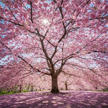Belirtilmemiş Sakura Ağacı Fidanı (80-100 Cm)