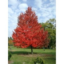 Belirtilmemiş Süs Armut Fidanı ( 80 - 100 cm ) - Tüplü