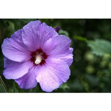 Belirtilmemiş Mor Hint Gülü ( Hıbıscus ) Ağacı ( 60 - 90 cm ) - Tüplü