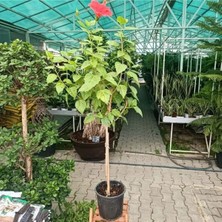 Belirtilmemiş Japon Gülü Fidanı (40-60 Cm)