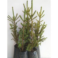 Belirtilmemiş Sarıçam Fidanı (80-100 Cm)