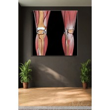 Şehzat Design Diz Ekleminin Anatomisini Kaslar Kemikler Arterler Üzerinde Gösteren 3 D Tıbbi Illüstrasyon 3504