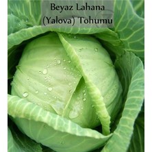 Zencefil Organik Beyaz Lahana Tohumu 1 Paket Lahana Tohumu Yalova 1 Kapalı Paket Verimli Tohum