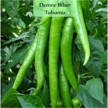 Zencefil Organik Sera Demre Biber Tohumu 1 Paket (10GR=1000+ Adet) Demre Biber Tohumu