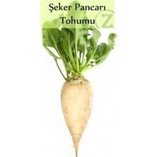 Zencefil Organik Şeker Pancarı Tohumu 1 Paket Pancar Tohumu Yüksek Verimli Paket Tohum