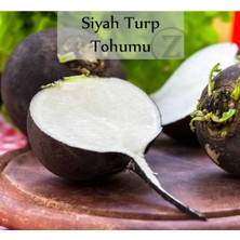 Zencefil Organik Siyah Turp Tohumu 1 Paket (10GR=1000+ Adet) Turp Tohumu Siyah