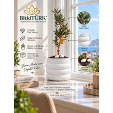BitkiTÜRK Doğal Zeytin Ağacı Bonsai Beton Saksı Dekoratif Saksı Iç Mekan Ev Ofis Masaüstü Bitkisi