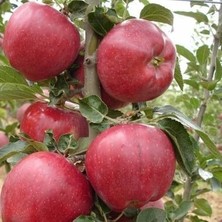 Fimer Yaş Red Chief Elma Fidanı