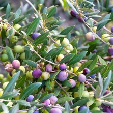 Fimer Yaş Arbequina Zeytin Fidanı