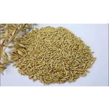 Fimer Tohumu 1 kg Ilaçsız Yulaf Tohumu Doğal Yulaf Tohumu Yemlik Yulaf Tane Yulaf Dane Yulaf