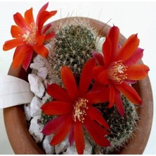 Fimer Look Rebutia Minuscula Kaktüs Tohumu TH-9154684654703