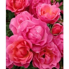 Fimer Yaş Ithal Maxi Vita Gül Fidanı (Pembe)