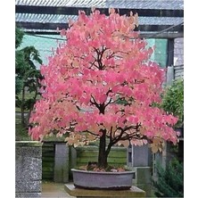 Fimer Dünyam Bodur Katsura Bonzai Ağacı Tohumu 5 Adet Tohum Bonsai Ağacı Tohumu