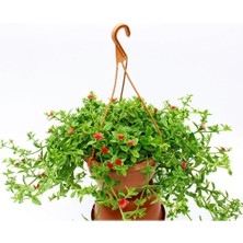 Fimer Buz Çiçeği Askılı Saksıda, Aptenia Cordifolia, Kırmızı Çiçek