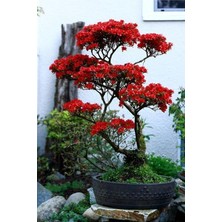Fimer Dünyam Kırmızı Yapraklı Bonsai Ağacı Tohumu-10 Adet