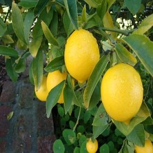 Fimer Aşılı Ince Kabuklu Sulu Lezzetli Mayer Limon Fidanı