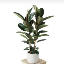 Fimer Çiçeği Tek Gövde 80-90 Cm, Ficus Elastica, Fideler