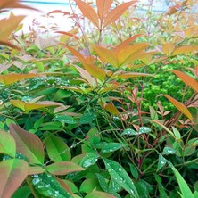 Fimer Sepetim Cennet Bambusu Bitkisi Nandina Domestica