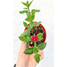 Fimer Buz Çiçeği Mezar Yer Örtücü Bitki 25 Adet Tüplü Sarılıcı Yaz Kış Yeşil (Delosperma)