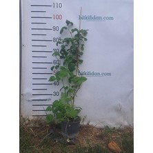 Fimer Yaş Sarı Ahududu (Poranna Rosa)