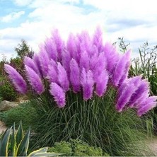 Dünyam 50 Adet Daisy Garden Purple Pampas Tohumu