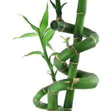 Fimer Zen Bambu 50 cm 3 Dal Özel Sarmal Şans Bambusu Seti - Ev & Ofis Için Doğal Huzur