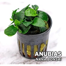 Fimer Nana Bonsai Saksı Canlı Bitki