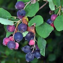 Fimer Berry Northline, Taş Elması Çalısı,