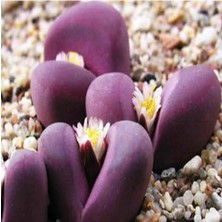 Fimer Look Lithops Optica Cv Rubra Sukulent Tohumu TH-9154684654821