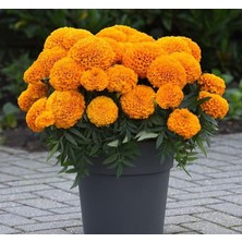 Fimer Çiçeği (Marigold Büyük Çiçek) Turuncu Renkli - 10 Tohum
