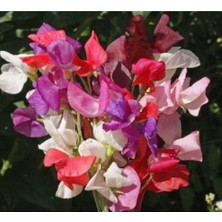 Fimer Dünyam 10 Adet Sweet Pea Royal Family Mix Tohumu