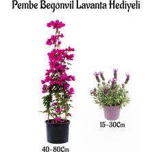 Fimer Renk Begonvil ÇIÇEĞI(40-80CM) Mor Lavanta Fidanı Hediyeli Bahçe Bitkisi, BTS001NA0915
