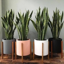 Fimer Decor & Plant Sansevieria Paşa Kılıcı Peygamber Kılıcı Canlı Iç Mekan Bitkisi