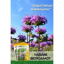 Ahes Adet Yabani Bergamot Çiçek Tohumu
