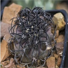 Ahes Look Copiapoa Griseoviolacea Kaktüs Tohumu TH-9154684654672