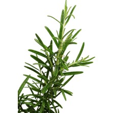 Ahes Canlı Aromatik Mutfak Bitkileri (Biberiye Fidesi)