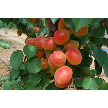 Ahes Yaş Perfect Red Kayısı Fidanı