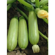 Ahes Garden Çok Verimli Hibrit Dolma Kabağı Tohumu 10 Ad. Tohum