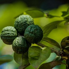 Ahes Yaş Keffir Lime-Tatlı Lime Fidanı