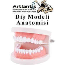 Ahes Modeli Anatomisi 1 Paket Insan Diş Çene Modeli Eğitci Fen Biyoloji Deney Maketi Diş Maketi
