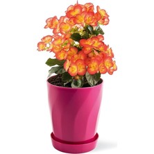 Ahes Saksı Burgu Begonya Saksı & Orkide Saksı 1,3 Litre 16 cm Pembe Pembe