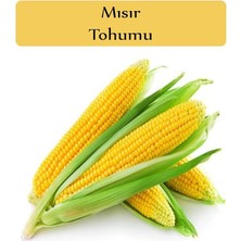 Ahes Organik Mısır Tohumu 1 Paket (10GR=45+ Adet) Tatlı Mısır Tohumu