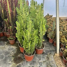 Ahes Dallı Büyük Boy Euphorbia Trigona Green - Afrika Yeşil Süt Ağacı Kaktüsü