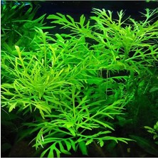 Ahes Difformis 4-6 Kök Canlı Bitki